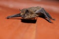 Pipistrelle Bat Royalty Free Stock Photo