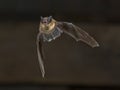 Flying Pipistrelle bat on wooden attic Royalty Free Stock Photo