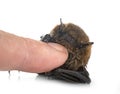 Pipistrellus pipistrellus in studio