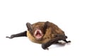 Pipistrellus pipistrellus in studio