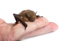 Pipistrellus pipistrellus in studio