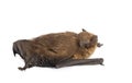 Pipistrellus pipistrellus in studio