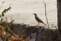pipit bird in natural habitat on ground