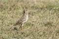 Pipit Bird Standing in the Grassland Royalty Free Stock Photo
