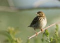 Pipit Farlouse Royalty Free Stock Photo