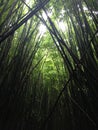 Pipiwai bamboo forest trail on Maui Royalty Free Stock Photo