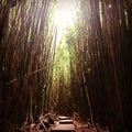 Pipiwai bamboo forest trail on Maui Royalty Free Stock Photo