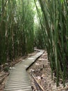 Pipiwai bamboo forest trail on Maui Royalty Free Stock Photo