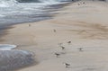 Pipng plovers the beach