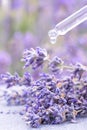 Pippete with lavender cosmetic oil or essential oil. Dropper with herbal essence against lavender flowers as background Royalty Free Stock Photo