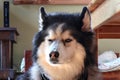 Pippin the wooly Siberian Husky relaxing at home Royalty Free Stock Photo