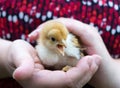 Pipping cute small chicken in hands Royalty Free Stock Photo