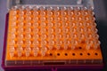 Pips for micropipettes isolated on orange display Royalty Free Stock Photo