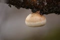 Piptoporus betulinus, the birch polypore, on a birch branch