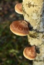 Piptoporus betulinus