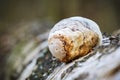 Piptoporus betulinus - woodsfailing, edible, healthful mushroom Royalty Free Stock Photo