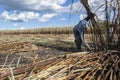 Manual labour harvest sugar cane on the field