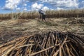 Manual labour harvest sugar cane on the field