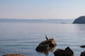 Piran - Cormorant bird on rock with panoramic view of idyllic coastline of Gulf of Piran Royalty Free Stock Photo