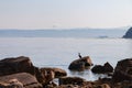 Piran - Cormorant bird on rock with panoramic view of idyllic coastline of Gulf of Piran Royalty Free Stock Photo