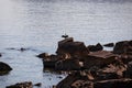 Piran - Cormorant bird on rock with panoramic view of idyllic coastline of Gulf of Piran Royalty Free Stock Photo