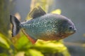 Piranha Royalty Free Stock Photo