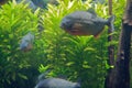 Piranha Royalty Free Stock Photo