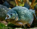 Piranha