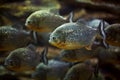 Piranha Royalty Free Stock Photo