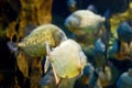 Piranha Royalty Free Stock Photo