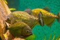 Piranha Royalty Free Stock Photo