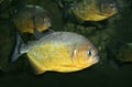 Piranha Royalty Free Stock Photo