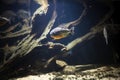 Piranha in amazon river underwater. Fish called pygocentrus natteri is aggresive and dangerous predator