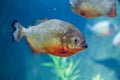 Piranha in the aquarium. Pygocentrus nattereri. Serrasalminae. Characidae