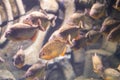 Piranha close up in the aquarium. Pygocentrus nattereri.