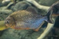 Piranha close up in the aquarium. Pygocentrus nattereri.