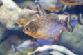 Piranha close up in the aquarium. Pygocentrus nattereri.