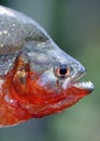 Piranha close up with teeth exposed in the Amazon Royalty Free Stock Photo