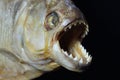 Piranha face Royalty Free Stock Photo