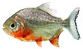 Piranha fish