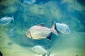 Piranha fish in an aquarium Royalty Free Stock Photo