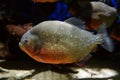 Piranha fish close up