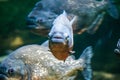 Piranha fish - front view Royalty Free Stock Photo