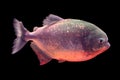 Piranha fish isolated on black background