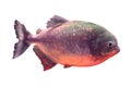 Piranha fish isolated on white background Royalty Free Stock Photo