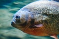 Piranha fish - side view, close-up Royalty Free Stock Photo