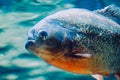 Piranha fish - side view, close-up Royalty Free Stock Photo