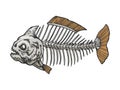 Piranha fish skeleton color sketch engraving