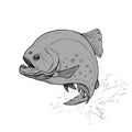 Piranha fish sketch jumps out of the Amazon River.