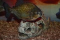 Piranha fish swims in the fishbowl